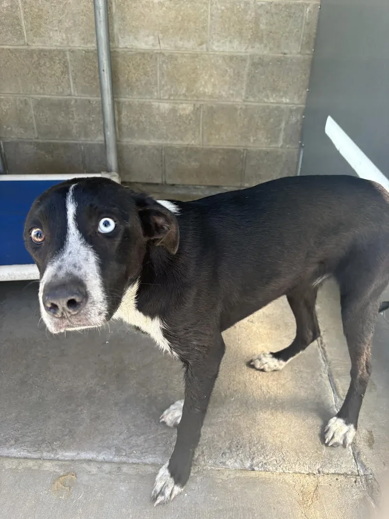 A young small-sized female Black Border Collie dog named Candy for adoption in Oakdale, CA