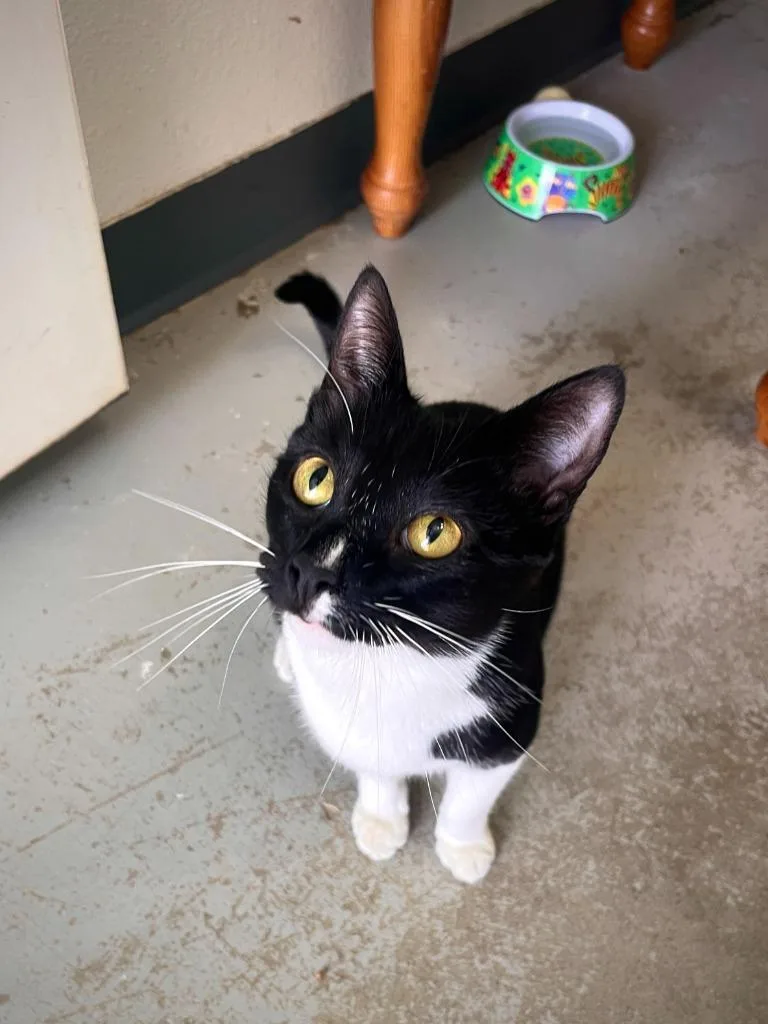 A young small-sized female Domestic Short Hair cat named Hyacinth for adoption in Los Angeles, CA