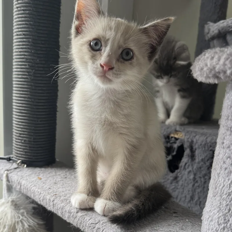 A baby small-sized female Seal Point American Shorthair cat named Eclair for adoption in Houston, TX