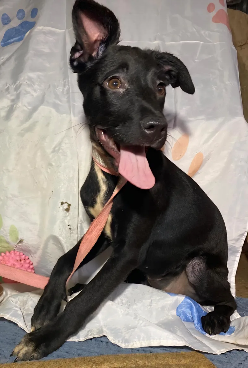 Pintas " A Lively thumbnail 2