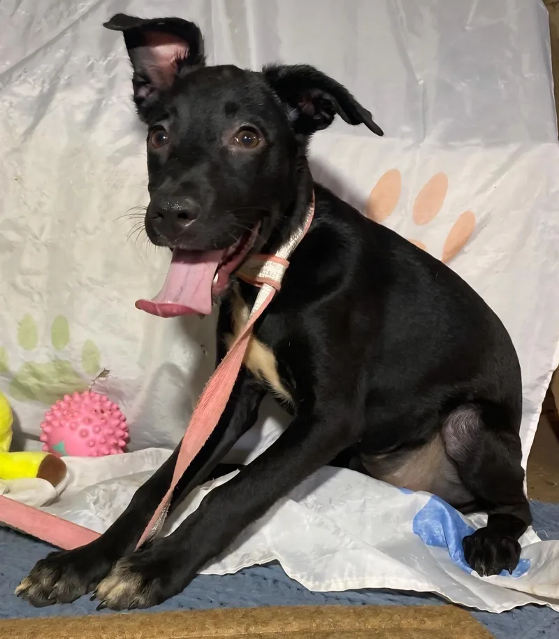 Pintas " A Lively thumbnail 4