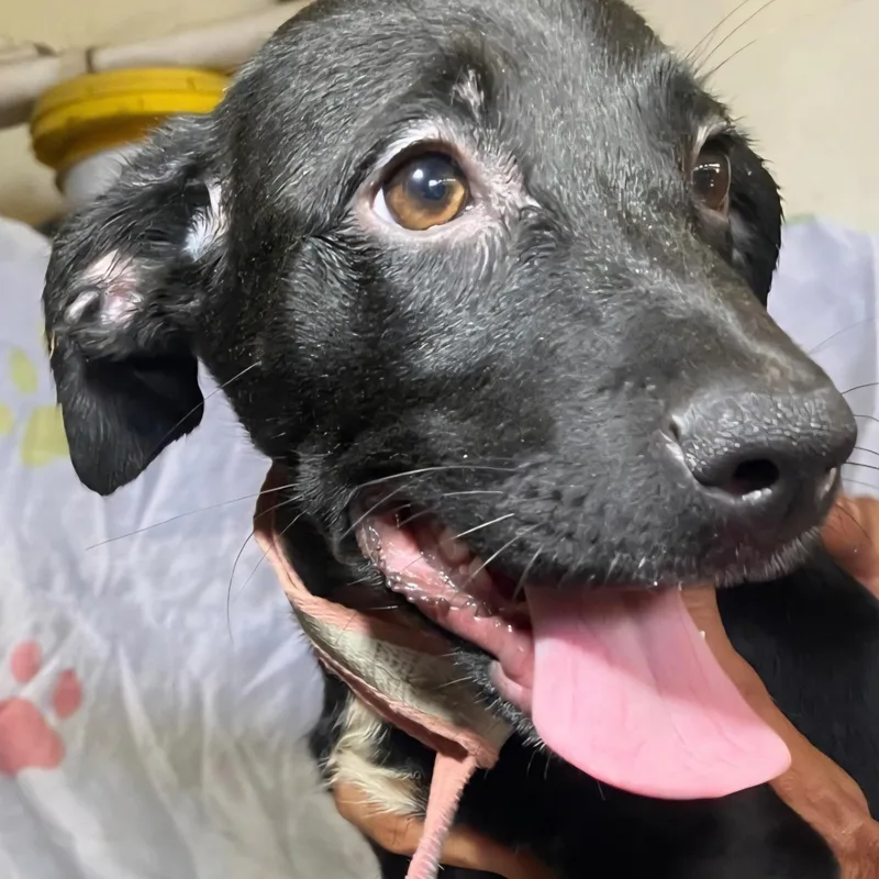 Pintas " A Lively thumbnail 5