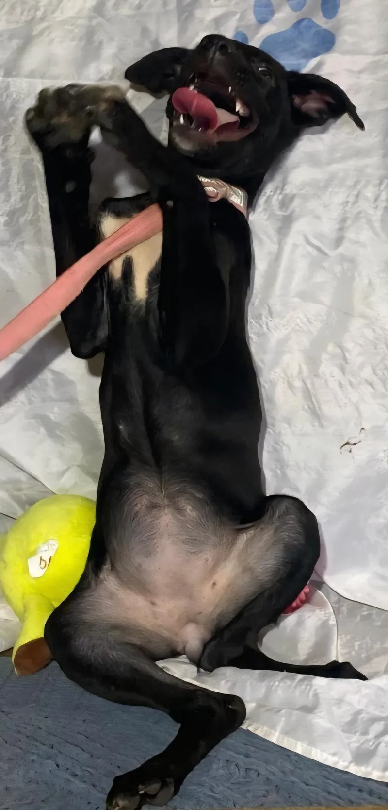 Pintas " A Lively thumbnail 6