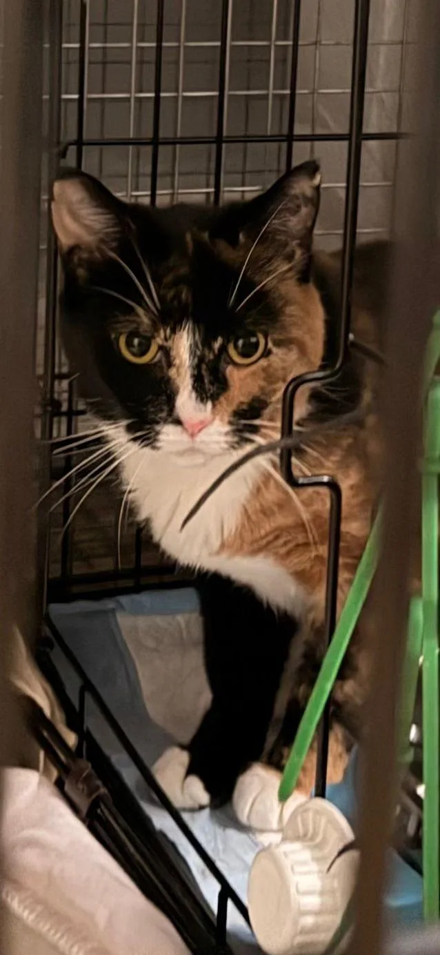 Jade& Lilly thumbnail 2