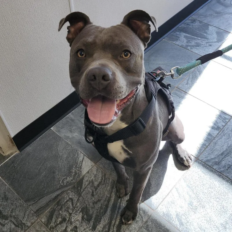 An adult medium-sized male Gray / Blue / Silver Terrier dog named Blue for adoption in Clearwater, FL