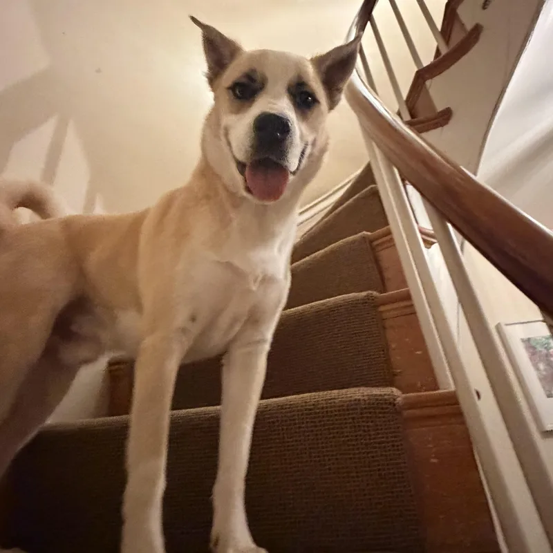 A young medium-sized male Mixed Breed dog named Winter for adoption in Huntington, NY