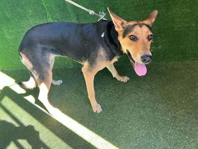 A young small-sized female German Shepherd Dog dog named Annie for adoption in Lancaster, CA