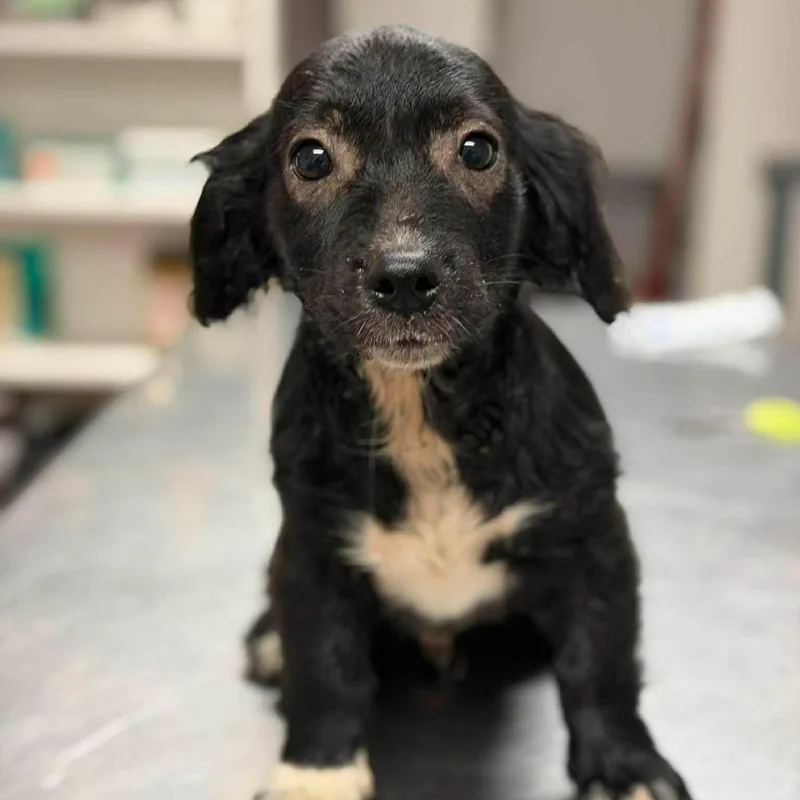 A baby small-sized male Black Mixed Breed dog named Winston for adoption in Buffalo, MN