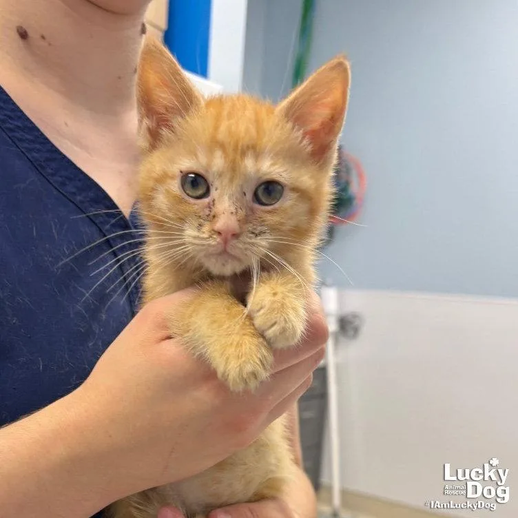 A baby medium-sized female Orange / Red Domestic Short Hair cat named Una for adoption in Washington, DC