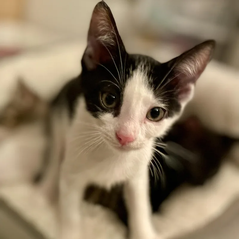 A baby medium-sized male Black Domestic Short Hair cat named Pugsly for adoption in Moriches, NY