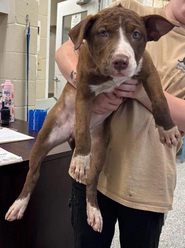 A young medium-sized female Brown / Chocolate Pit Bull Terrier dog named Butternut for adoption in Burgaw, NC