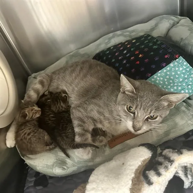 An adult small-sized female Domestic Short Hair cat named Martha for adoption in Riverside, CA