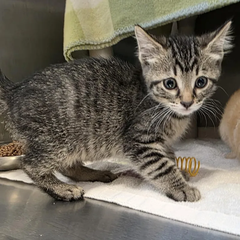 A baby small-sized male Black Domestic Short Hair cat named Little Toby for adoption in Fort Wayne, IN