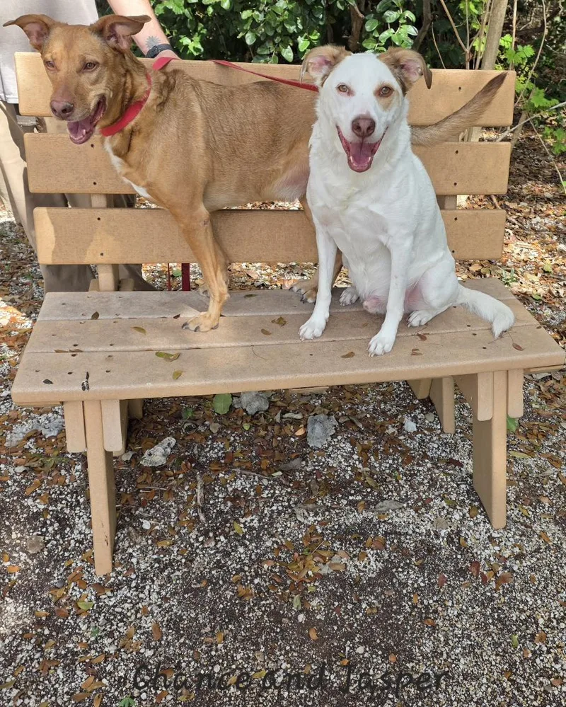 Chance & Jasper thumbnail 4