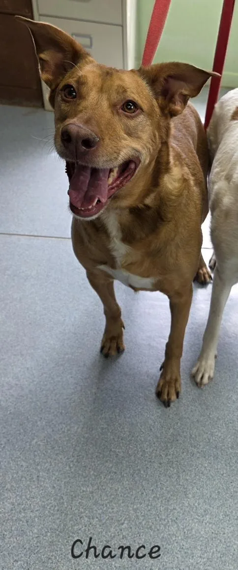 Chance & Jasper thumbnail 6