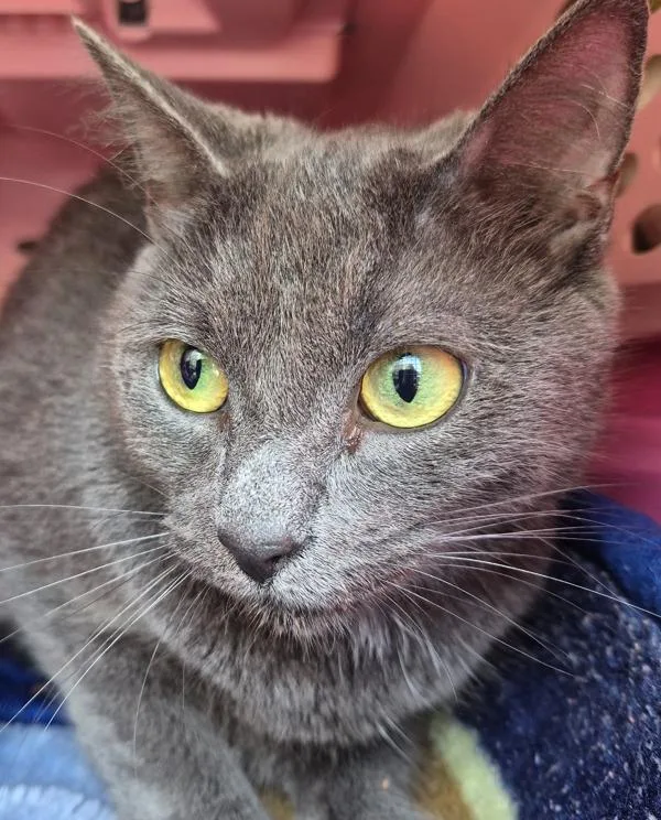 A young small-sized female Domestic Short Hair cat named Pen Nfc for adoption in Lawrenceville, GA
