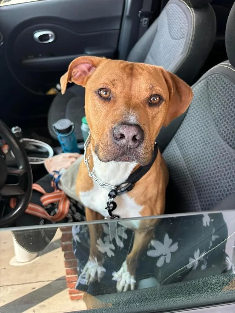 An adult medium-sized male White / Cream Mixed Breed dog named Dj for adoption in Carrollton, VA