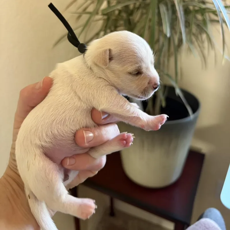 A baby small-sized female White / Cream Chihuahua dog named Rosemary for adoption in Sacramento, CA