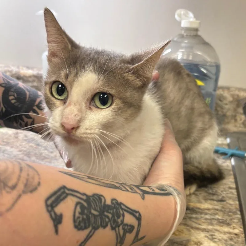 An adult medium-sized female Gray / Blue / Silver Domestic Short Hair cat named Mauve U for adoption in Tupelo, MS
