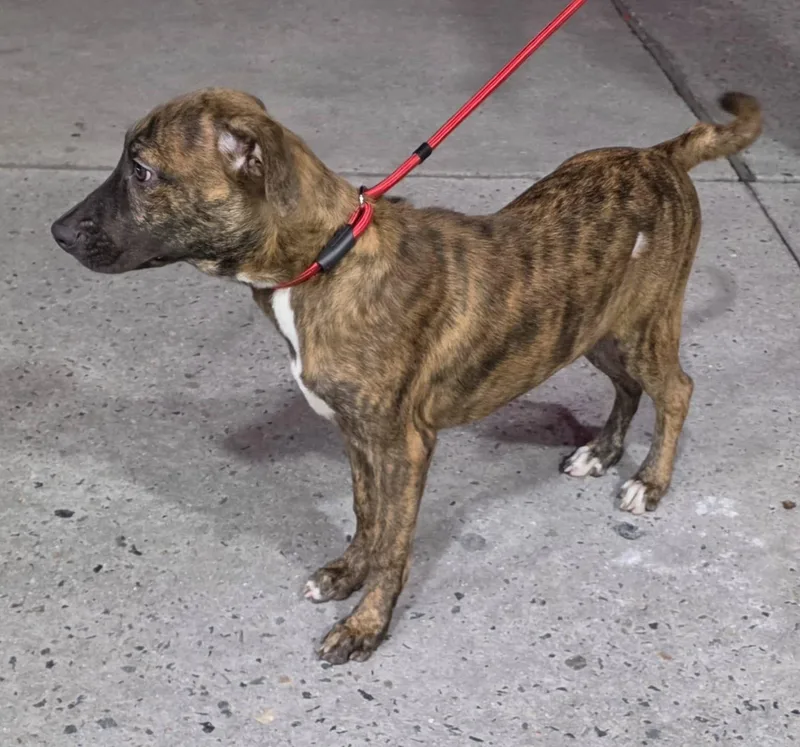 A young medium-sized male Plott Hound dog named Victorino for adoption in Virginia Beach, VA