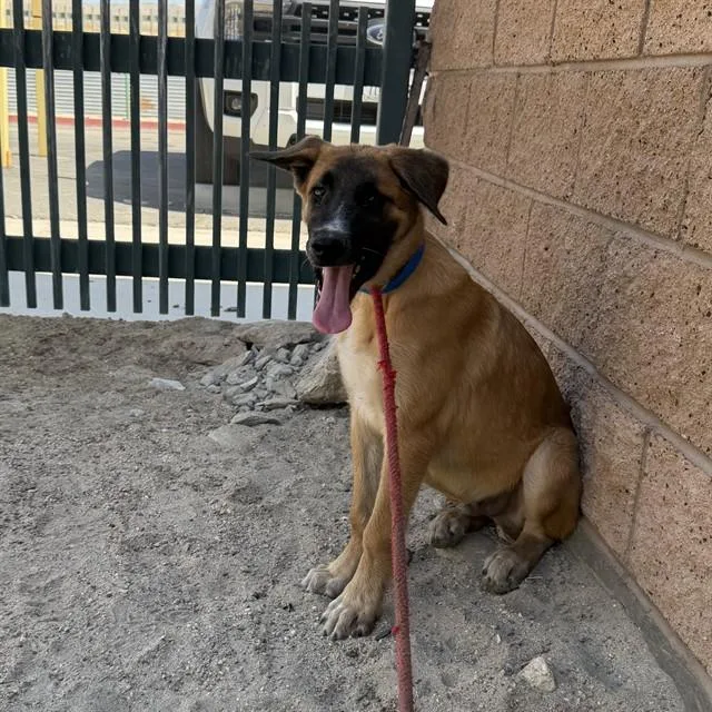 A baby small-sized male German Shepherd Dog dog named Rondo for adoption in Thousand Palms, CA