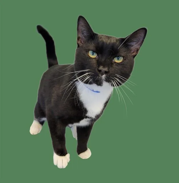 A young medium-sized male Domestic Short Hair cat named Rory for adoption in Sarasota, FL