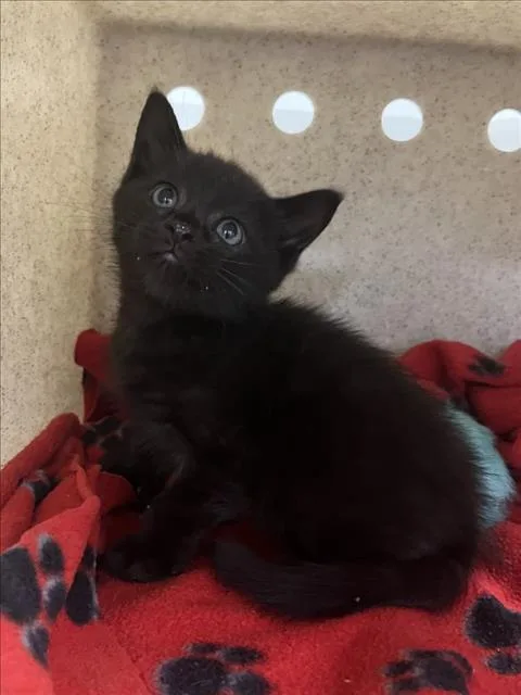 A baby small-sized male Black Domestic Short Hair cat named Bear for adoption in Woodland, CA