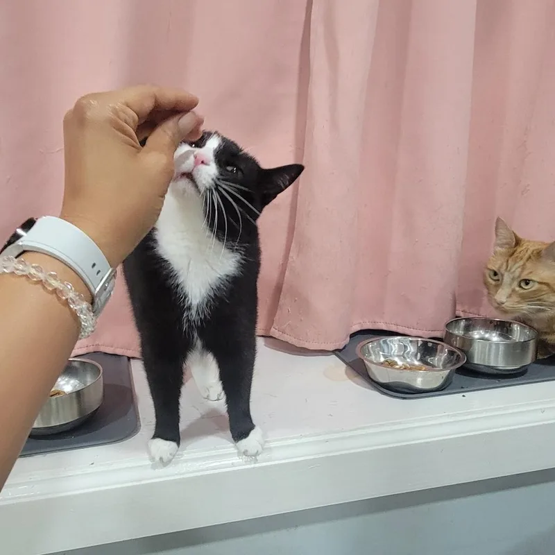 Imperial thumbnail 2