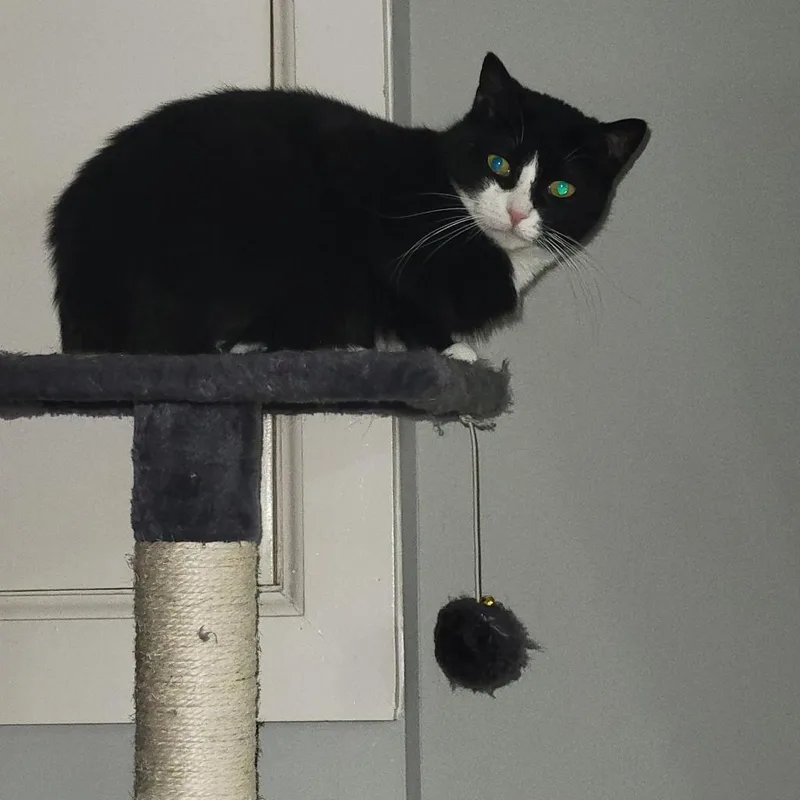 Imperial thumbnail 3