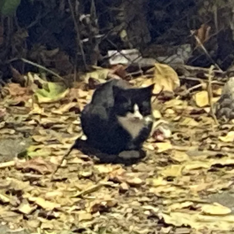 Imperial thumbnail 4