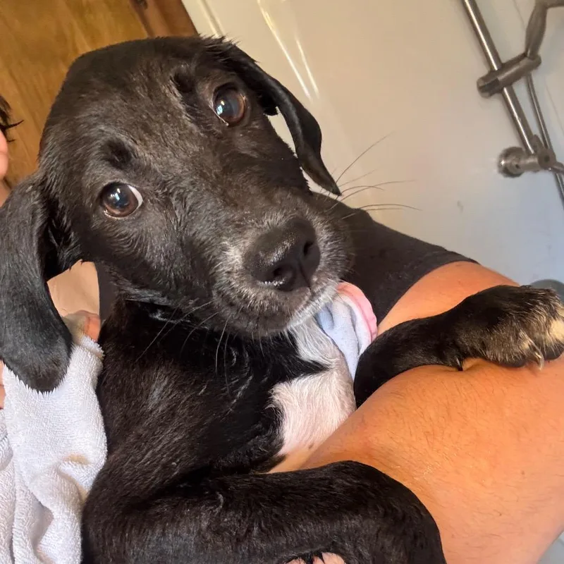 A baby small-sized female Mixed Breed dog named Falafel for adoption in Corbin, KY