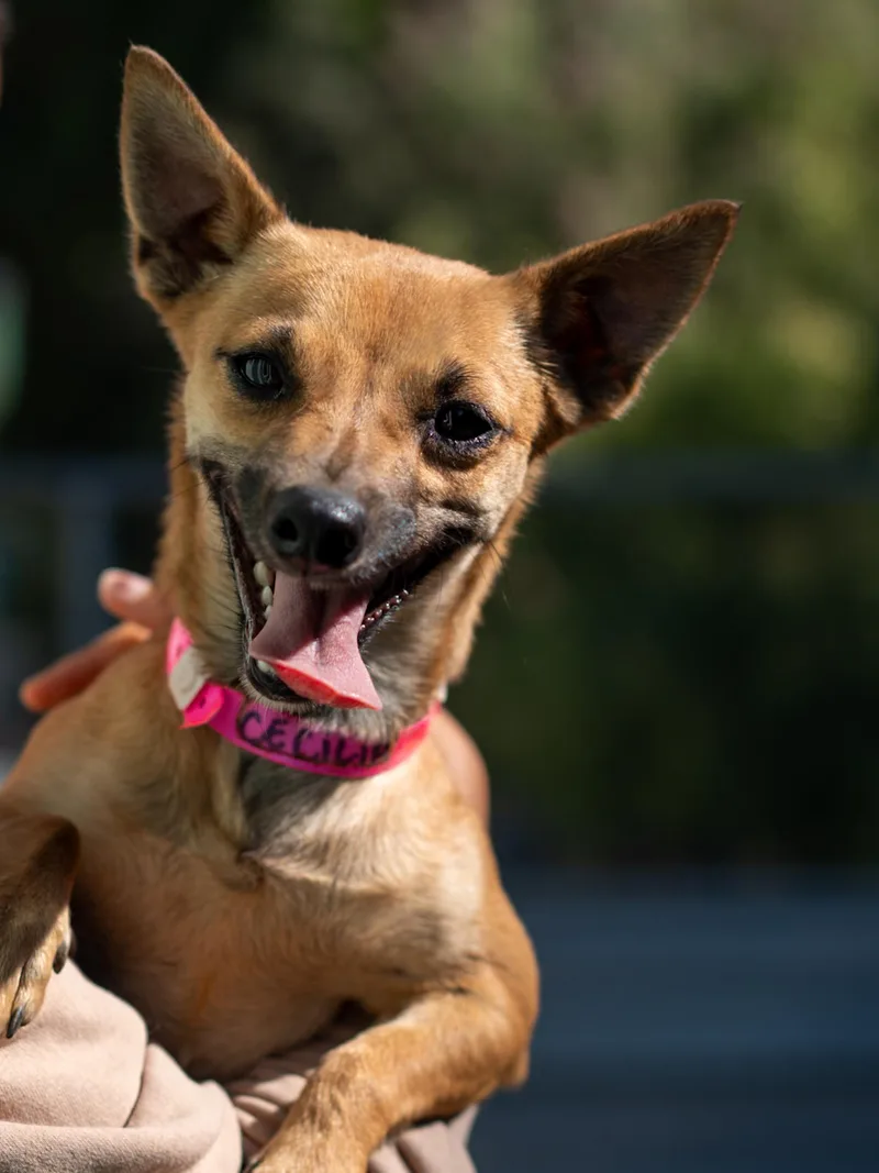 An adult small-sized female Brown / Chocolate Chihuahua dog named Cecelia for adoption in Fresno, CA
