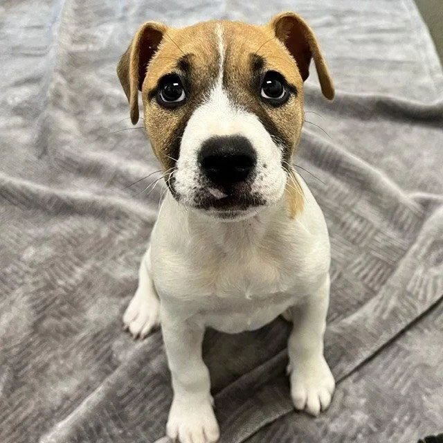 A baby medium-sized female Pit Bull Terrier dog named Nova the Puppy! for adoption in Burlingame, CA