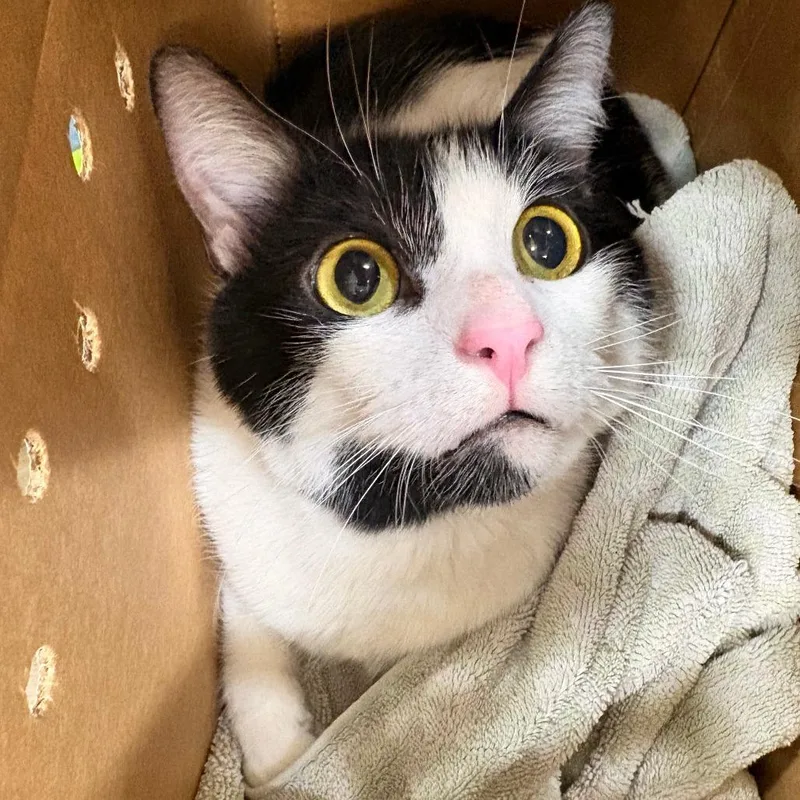 A baby large-sized male Domestic Short Hair cat named Leche for adoption in Newark, NJ