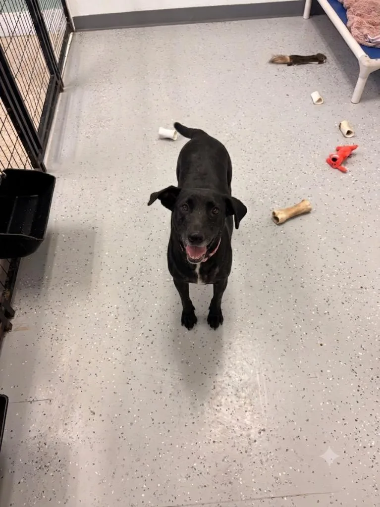 An adult medium-sized female Labrador Retriever dog named Kennedy for adoption in Heber City, UT