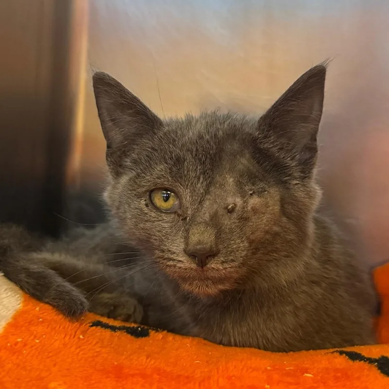 A baby small-sized female Domestic Short Hair cat named Berry for adoption in York, PA