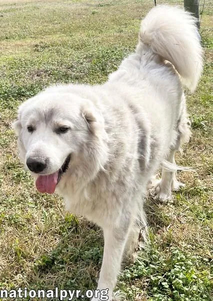 Lillie In Ms  thumbnail 3