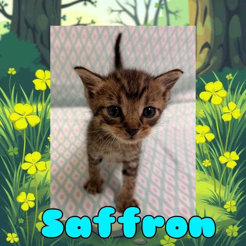 Saffron