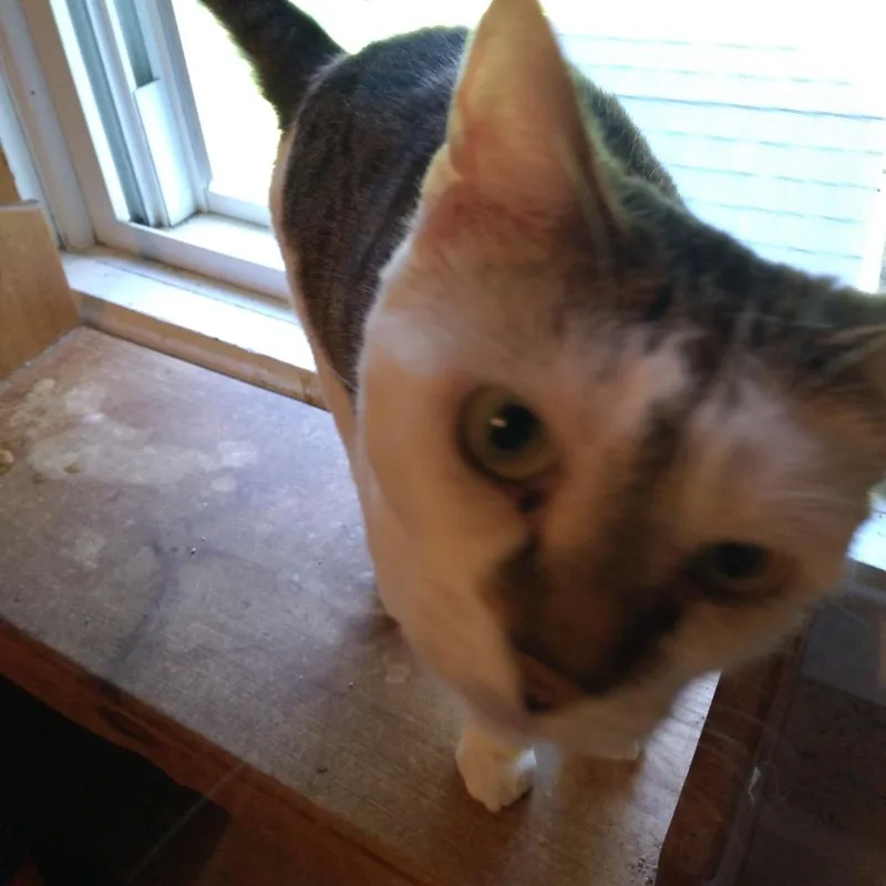 An adult small-sized female White Domestic Short Hair cat named Tipsy for adoption in Rochester, MN