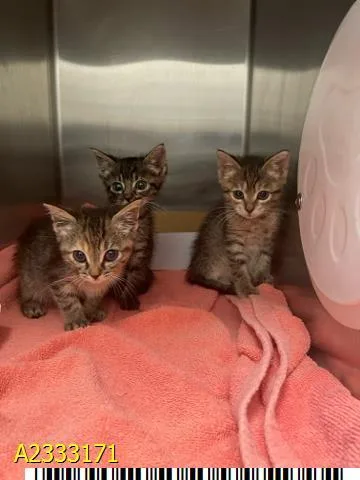 A baby small-sized female Domestic Short Hair cat named Baby for adoption in West Palm Beach, FL