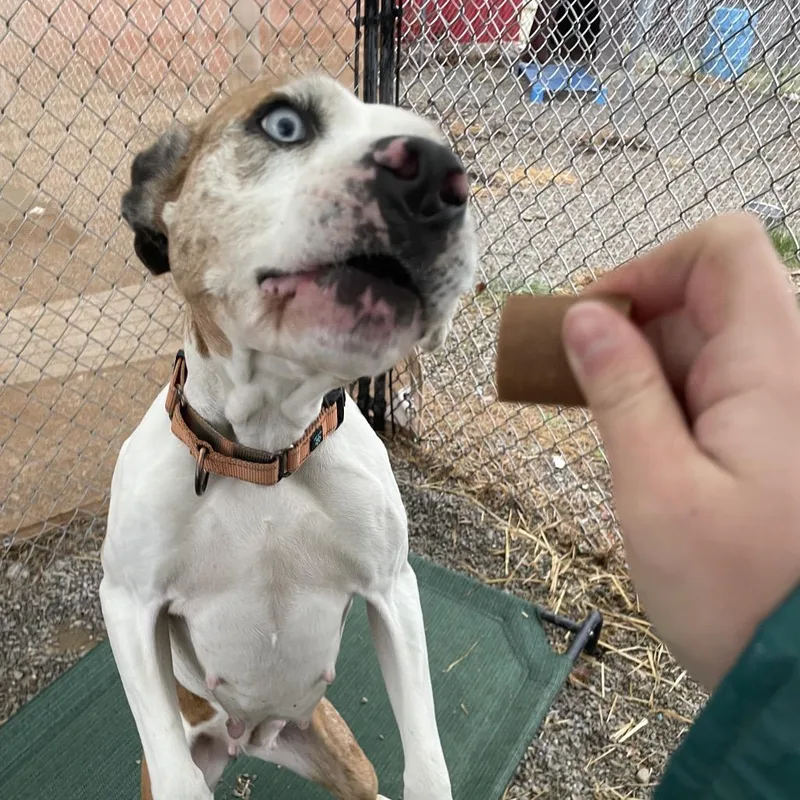 Penny