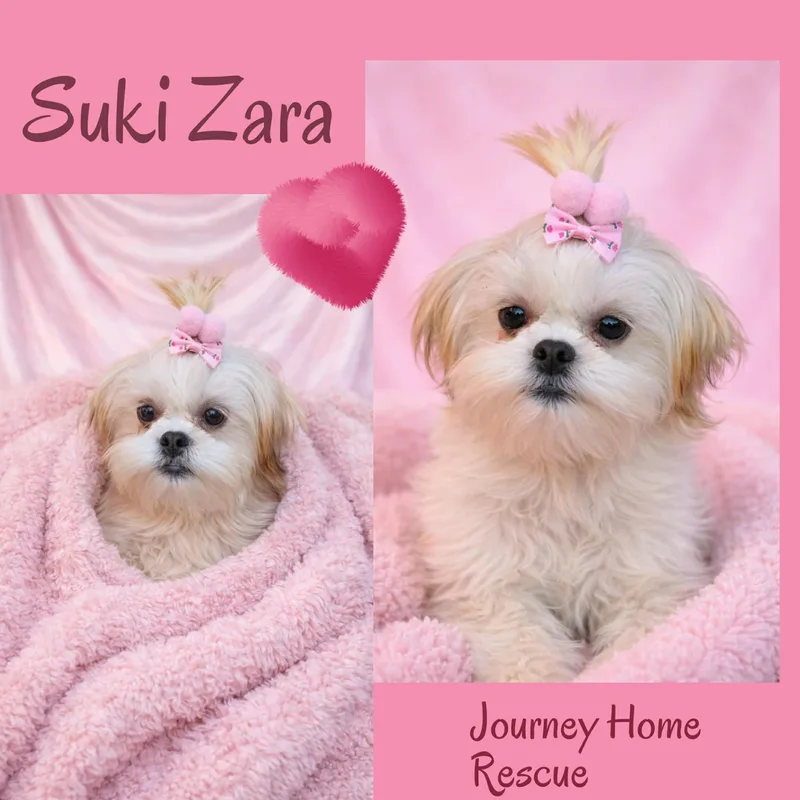 A young small-sized female White / Cream Shih Tzu dog named Suki Zara for adoption in East Wenatchee, WA
