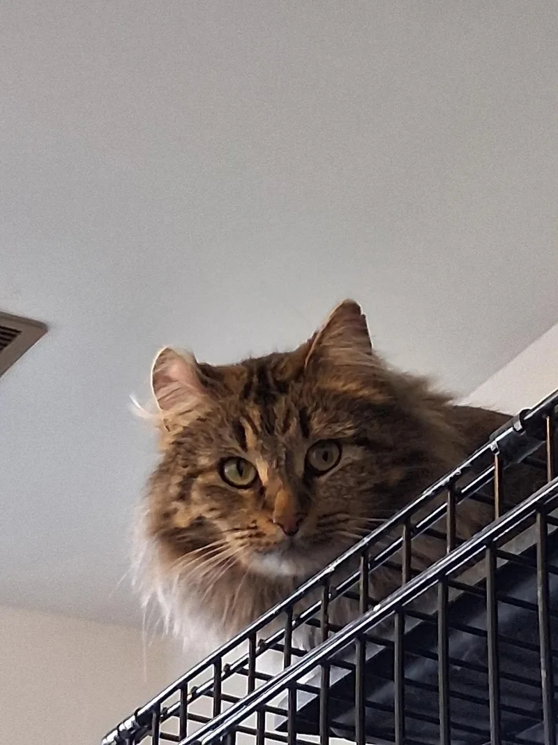 Tina Turner thumbnail 2