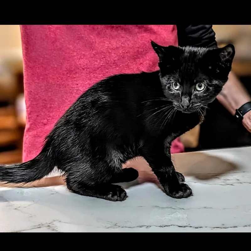 Gigi