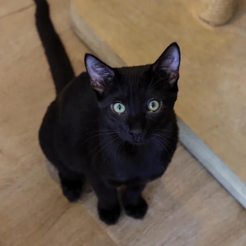 A baby small-sized male Black Domestic Short Hair cat named Salem for adoption in Los Angeles, CA