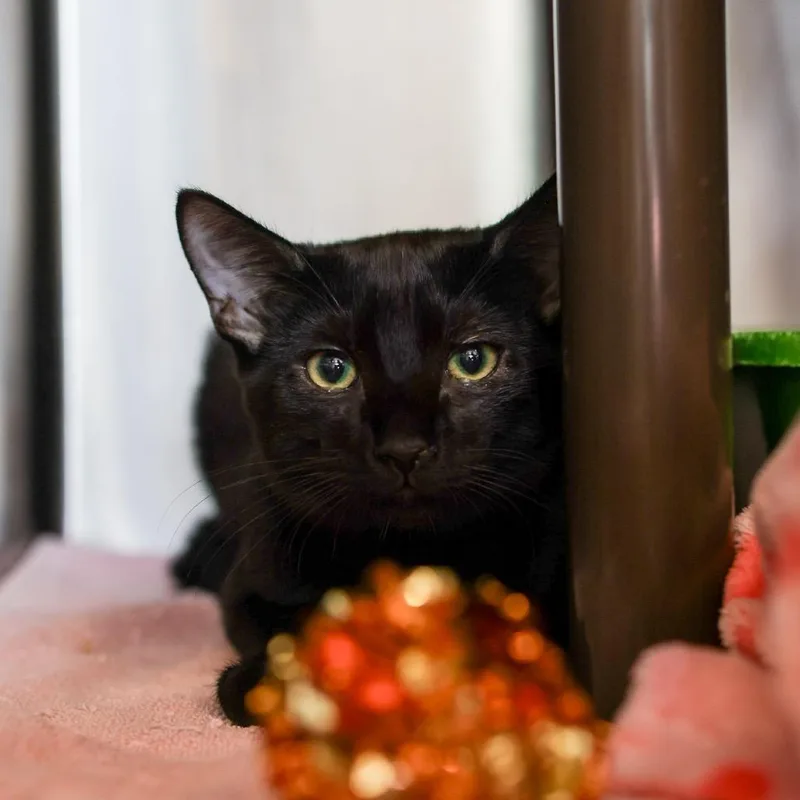 Salem thumbnail 2