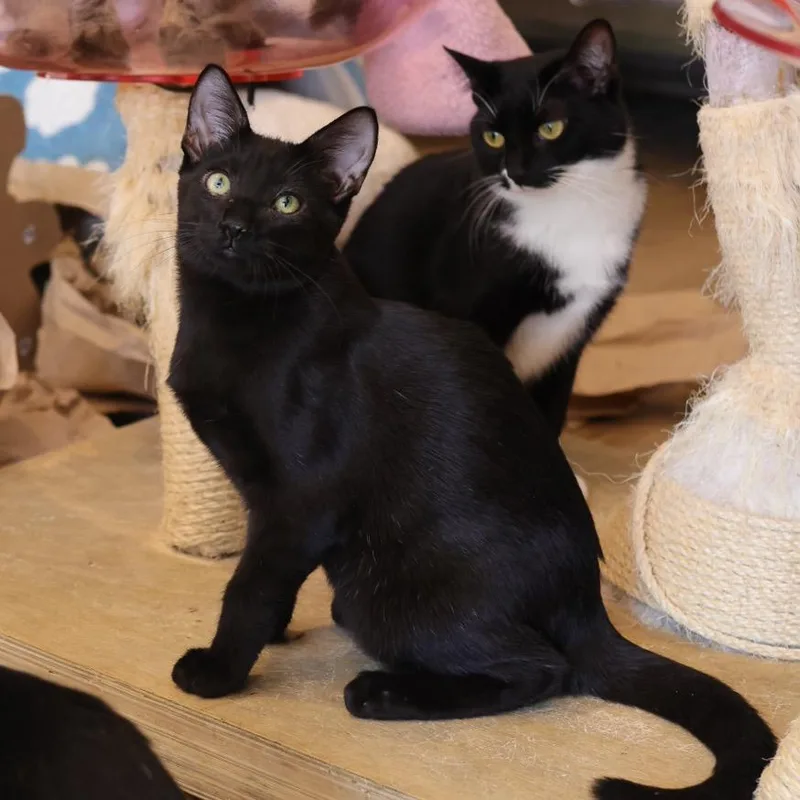 Salem thumbnail 3