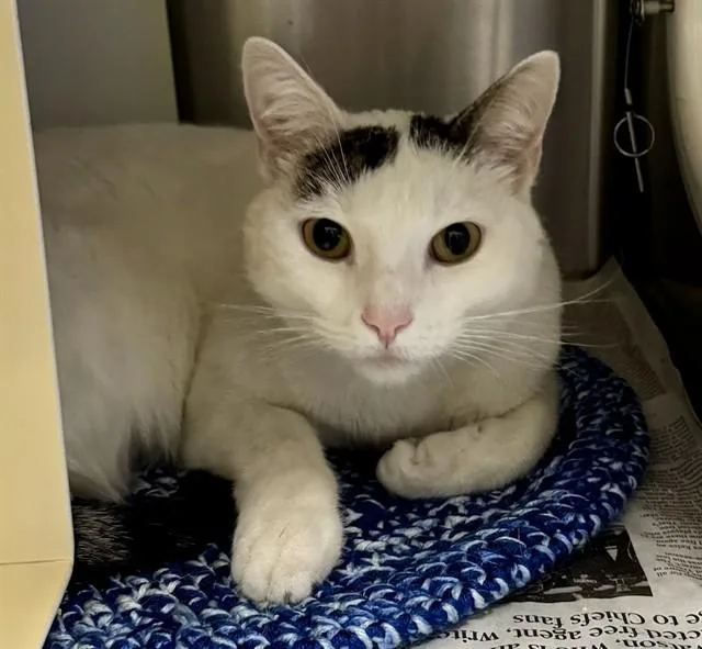 A young large-sized female Domestic Short Hair cat named Spooky Bones for adoption in Olathe, KS