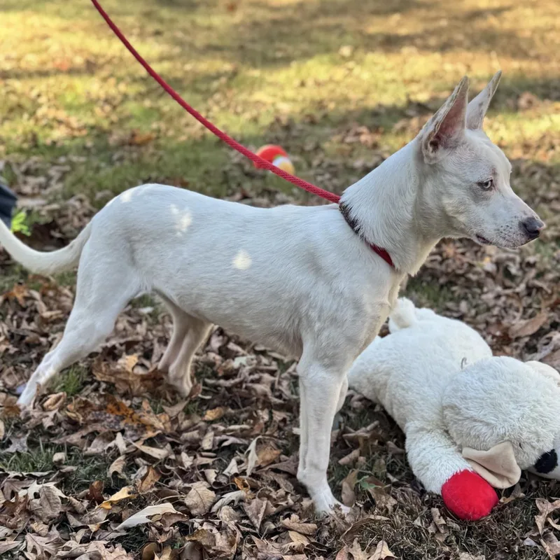 An adult medium-sized female Terrier dog named Sugar Lower Fee! for adoption in Locust Fork, AL