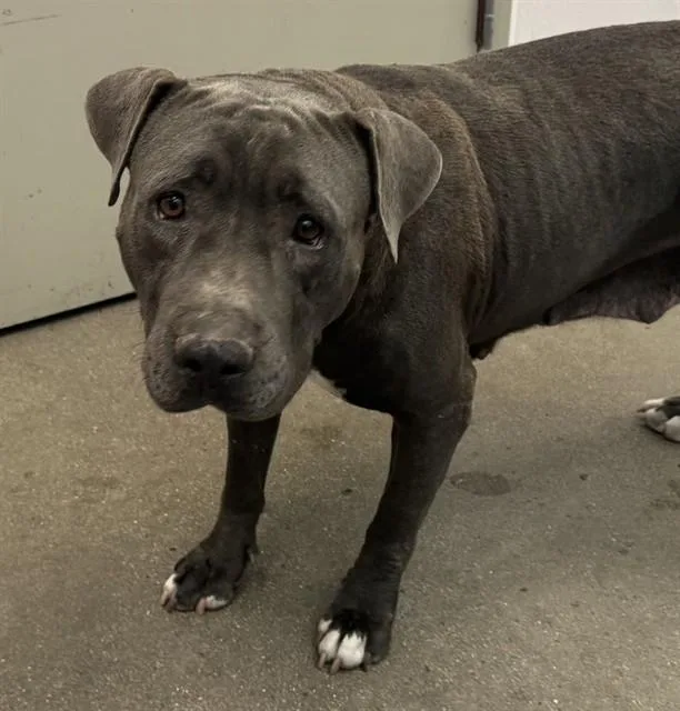 An adult large-sized female Pit Bull Terrier dog named Matilda for adoption in Tucson, AZ